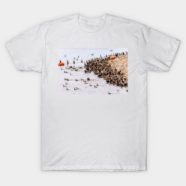 Large Gathering of Cormorants by Debra Martz T-Shirt by Debra Martz